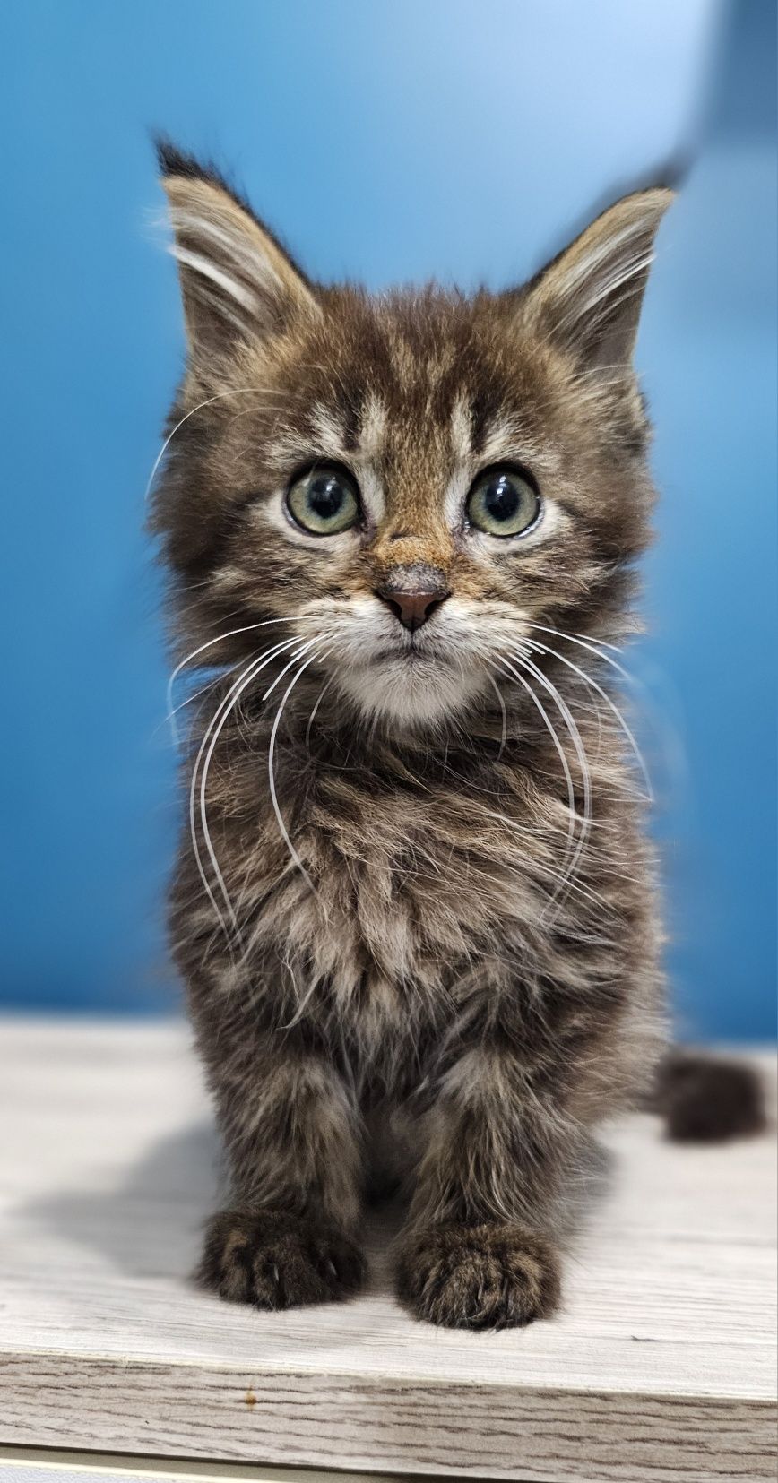 Kocurek Maine Coon