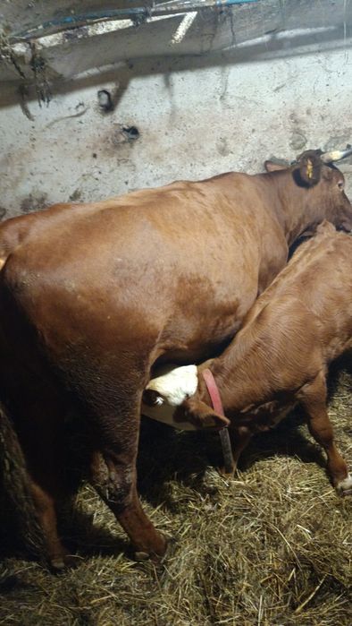 Sprzedam cieliczke SM