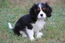 Piesek ZKwP gotowy do odbioru Cavalier King Charles Spaniel FCI