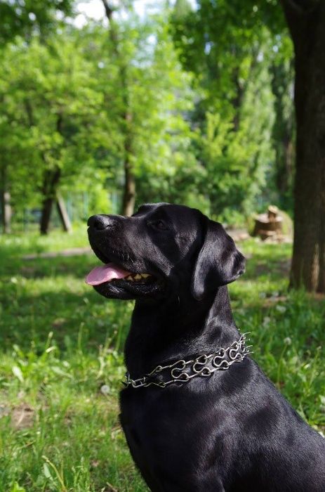 Кобель лабрадора для вязки полный пакет документов ККУ