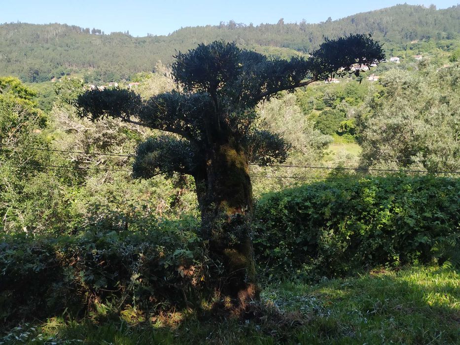 Oliveira para jardim