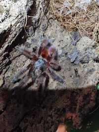 Caribena versicolor dorosły samiec cena do uzgodnienia