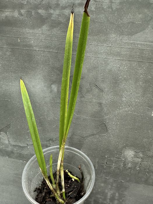 Орхідея brassavola nodosa