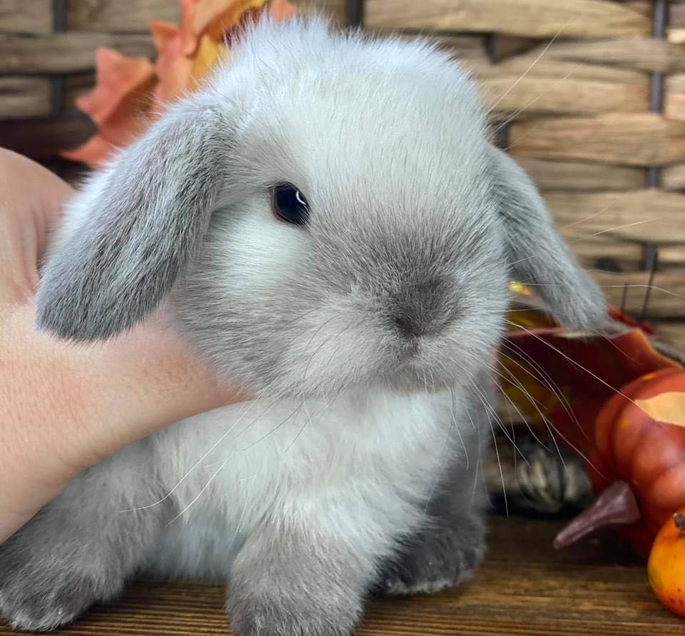 Mini lop zarejestrowana hodowla