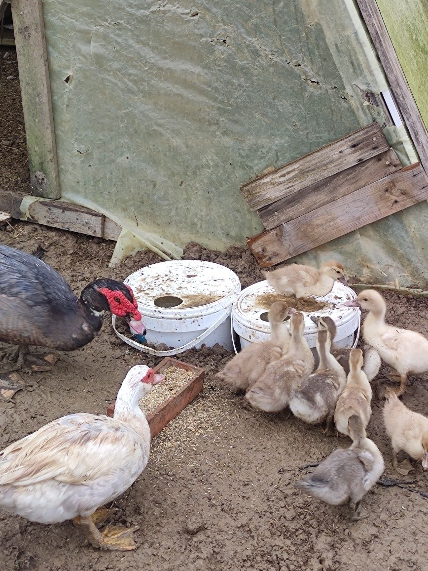 Patos mudos criados ao ar livre