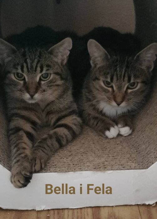 Półroczne Bella i Fela .