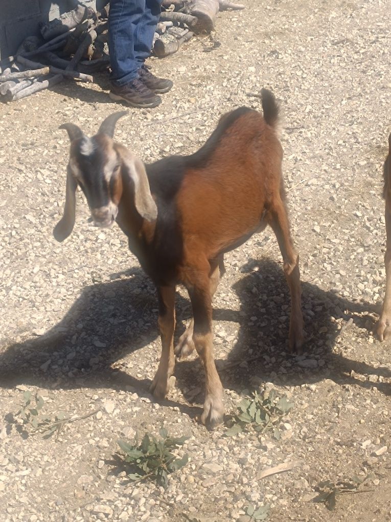Cabrito Macho Anglo-nubiano