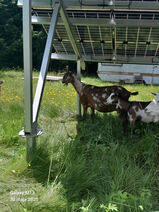 Sprzedam kozy, kózki