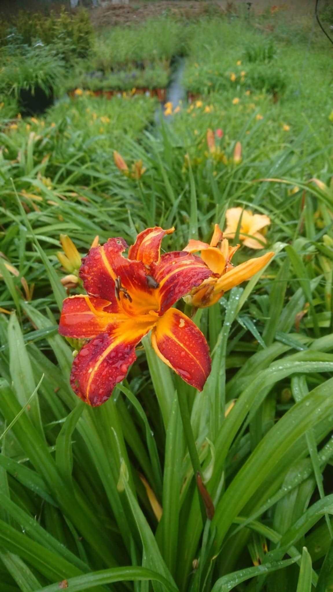 Liliowce mix kolorów