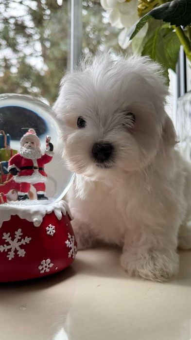 Maltańczyk Piesek z Rodowodem. Chip, Umowa.