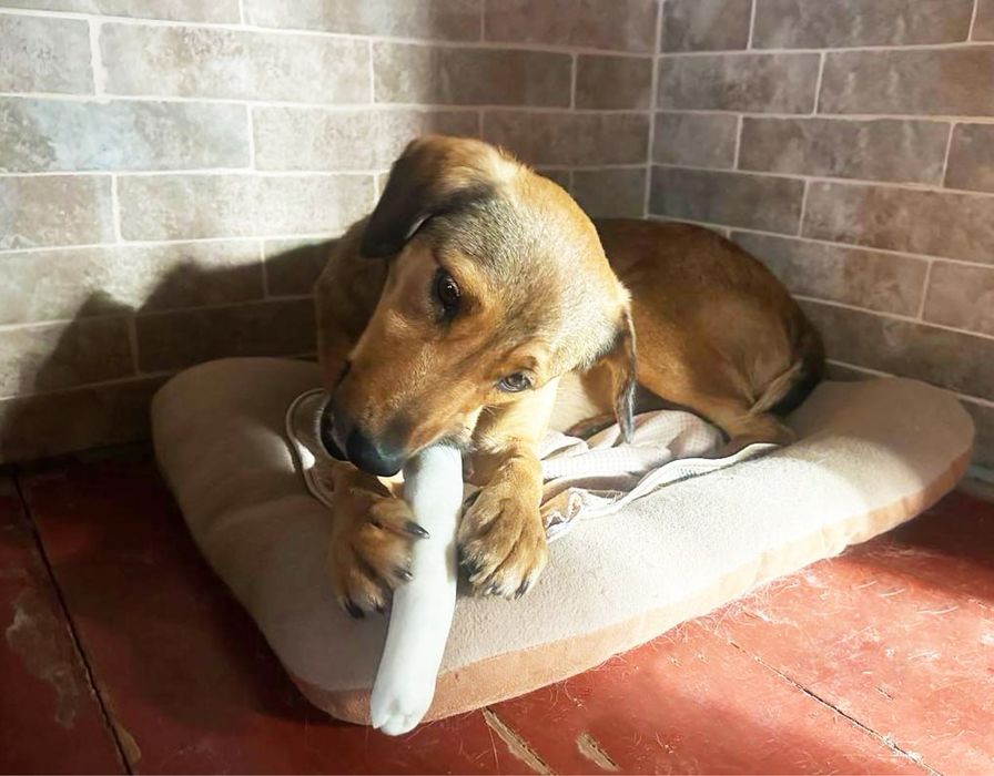 Піксель. Розумний песик шукає дім, в добрі руки