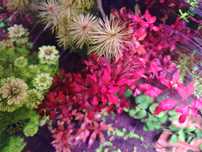 Planta aquário Ludwigia mini super red