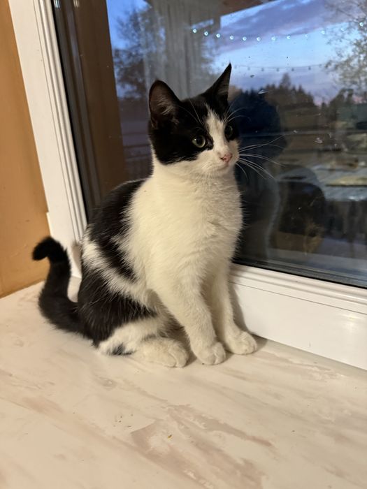 Oddam w dobre recę kotki