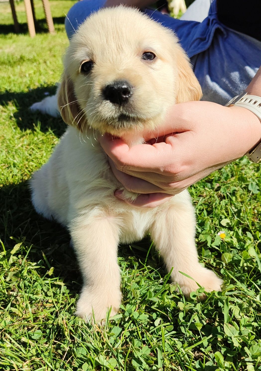 Golden Retriever,suczka.