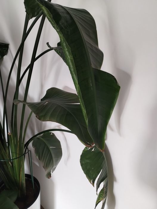 Strelicja w doniczce