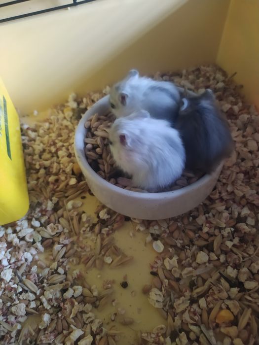 Джунгарский хомяк