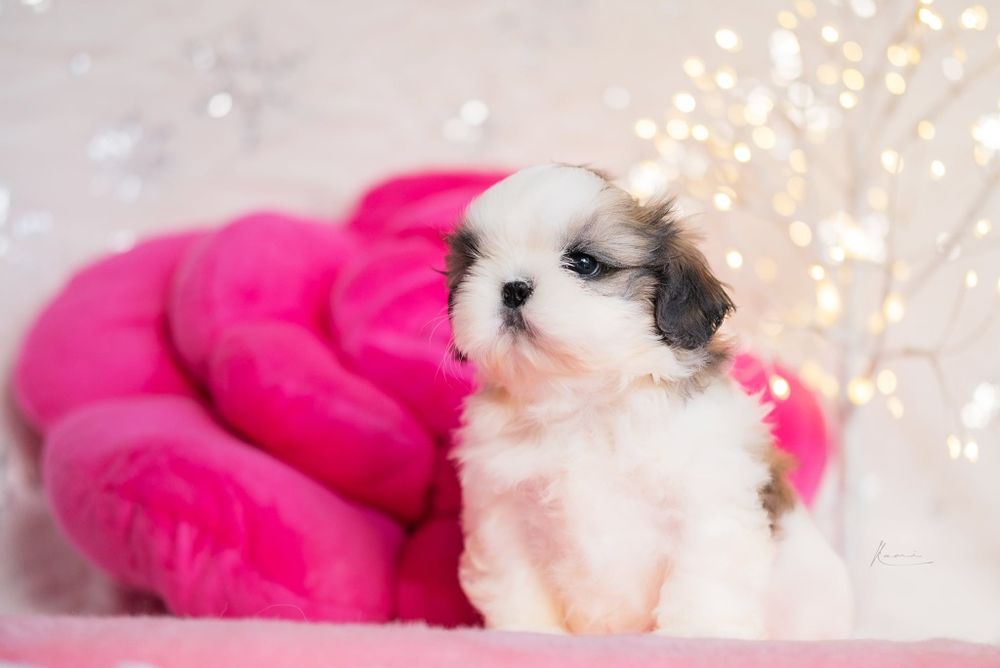Shih - Tzu sunia Zkwp FCI