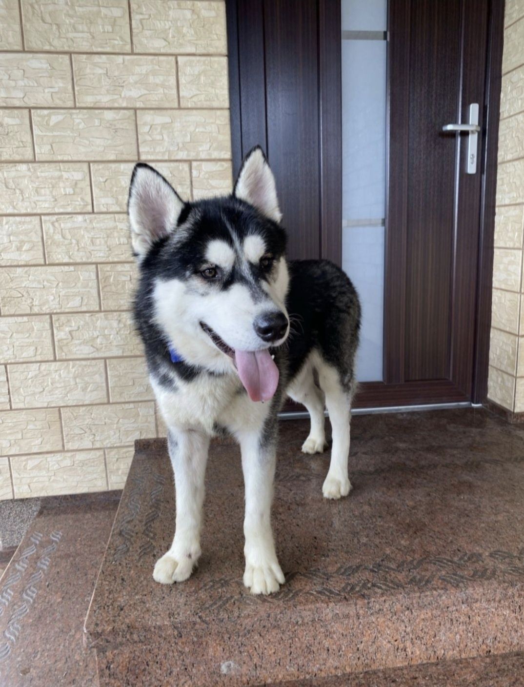 Husky Syberyjski