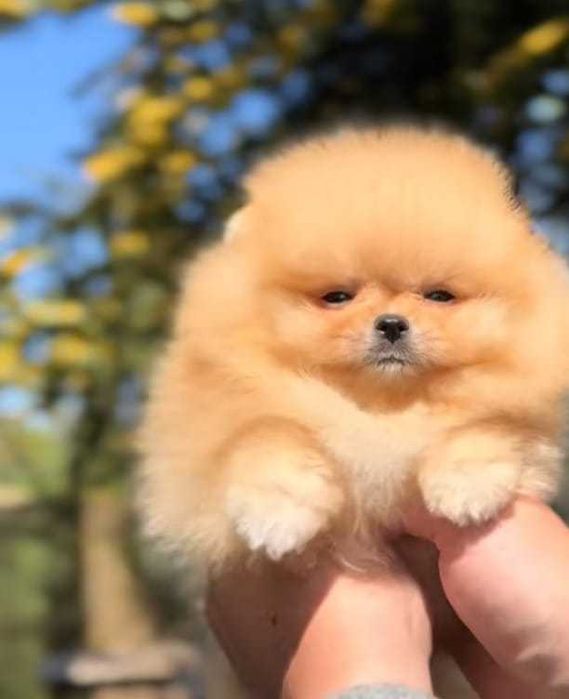 Mały miś pomeranian