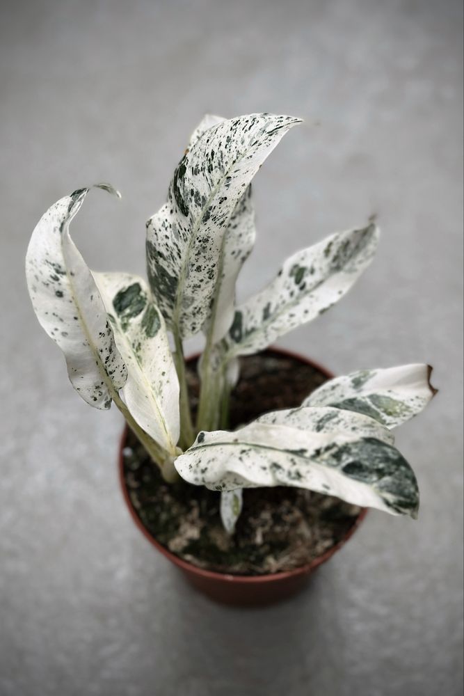 Rhaphidophora puberula variegata - rzadka roślina kolekcjonerska