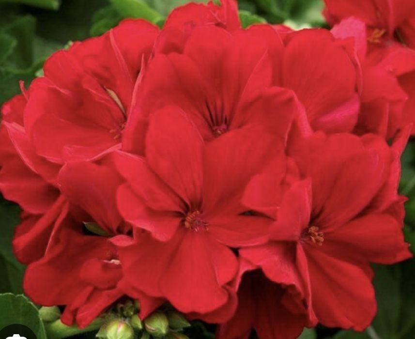 Пеларгонія зональна (Чемпіон)