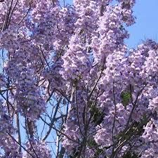 500 sementes de Paulownia Elongata