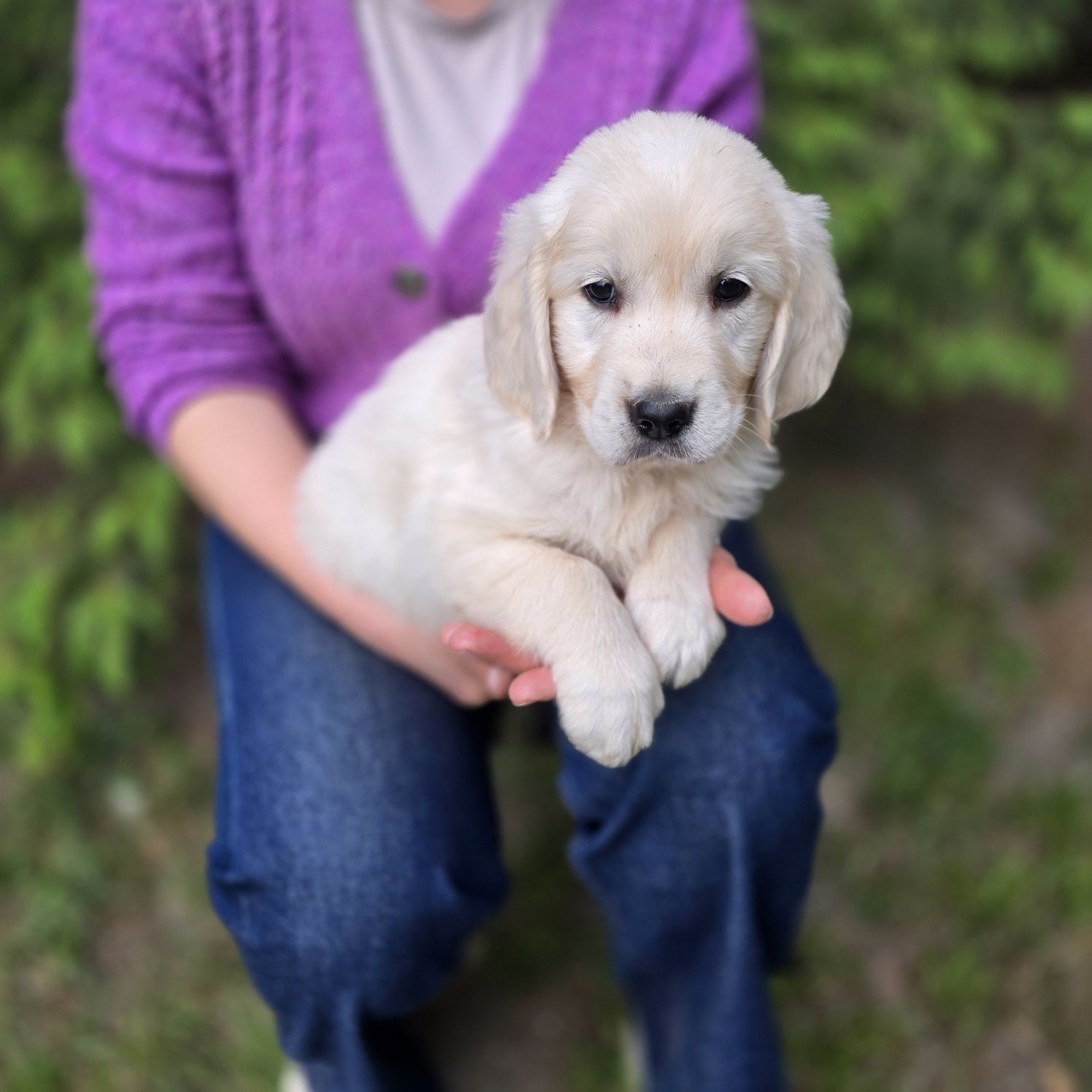 Golden retriever szczeniak