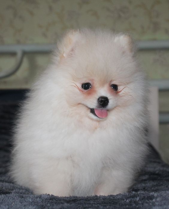 Дівчинка 2 міс КСУ