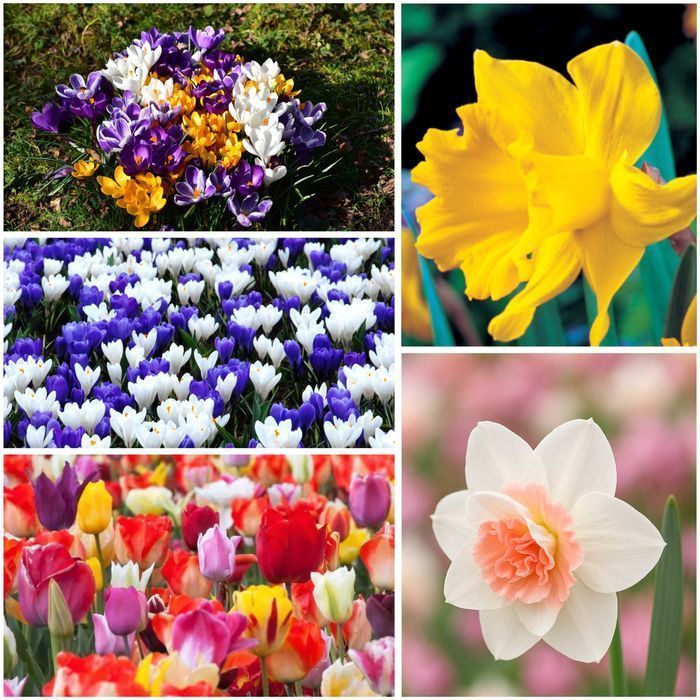DUŻY Zestaw Kwiaty Wiosenne Cebulki Tulipanów Krokus Tulipan Narcyz