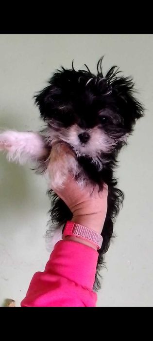 Хлопчик мінік,привитий