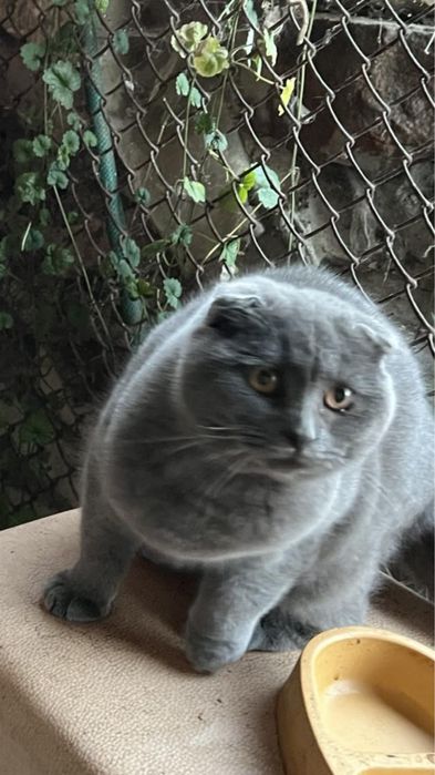 Котик, кошеня шотландець.