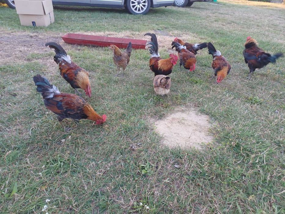 Jaja lęgowe Karzełek polski