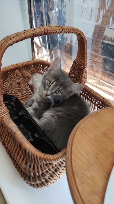 Котики шукають господарів!