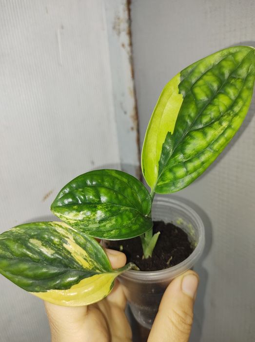 Монстера карстеніанум альба піннатум марбл