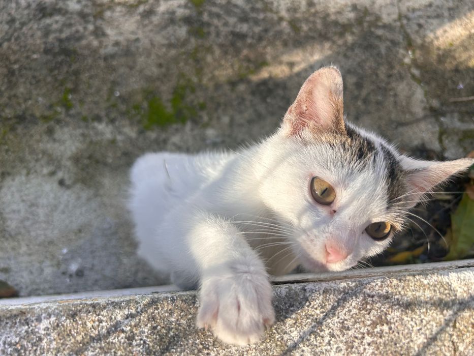 Gata 3 meses para adoção