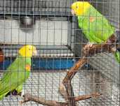 Casal Amazona Oratrix Magna