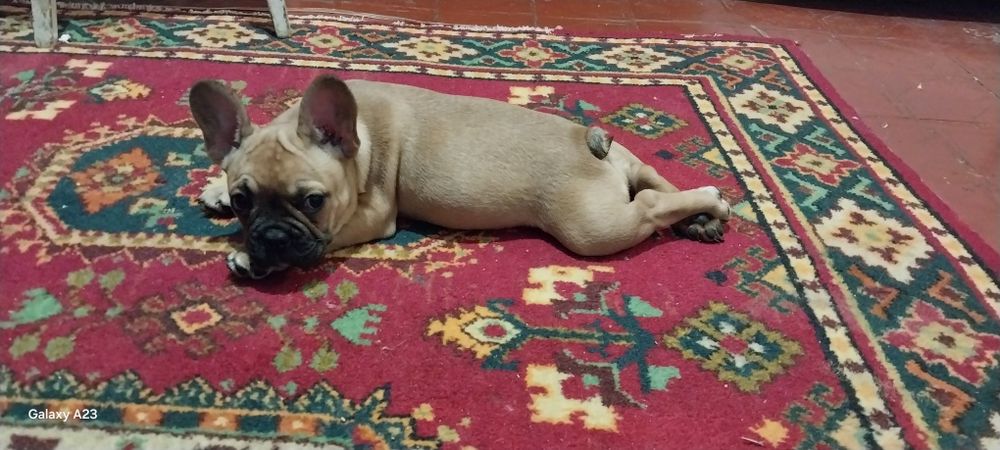 Продам девочку французского бульдога