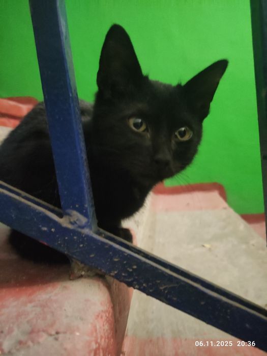 Отдам котенка в добрые ручки