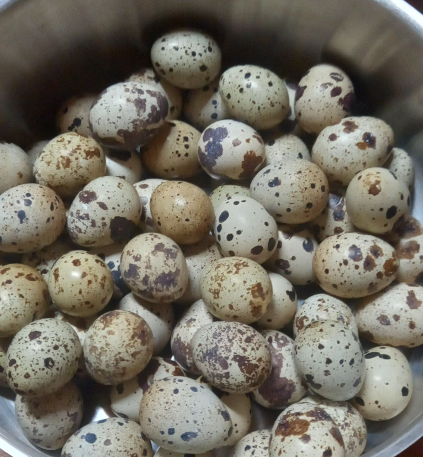Ovos caseiros de codorniz/codorna