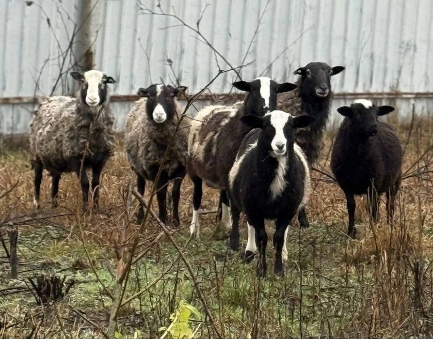 Баран крос дорпер романівська оптом