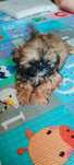 Suczka shih tzu do odbioru z rodowodem