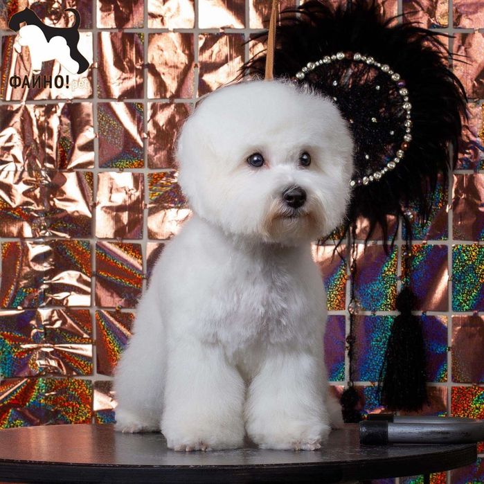 Щенки Бишон  фризе