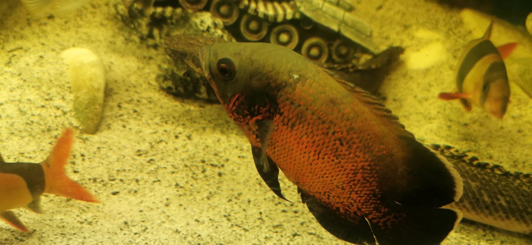 Pielęgnice pawiookie Red Oskar tajger red albino 10 - 16cm.