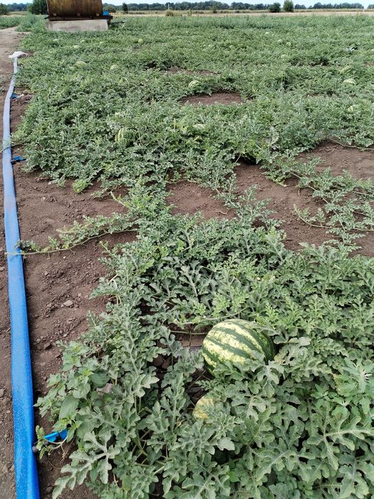 Продам кавун  Талісман гурт. 
Органический без химии, все выраще