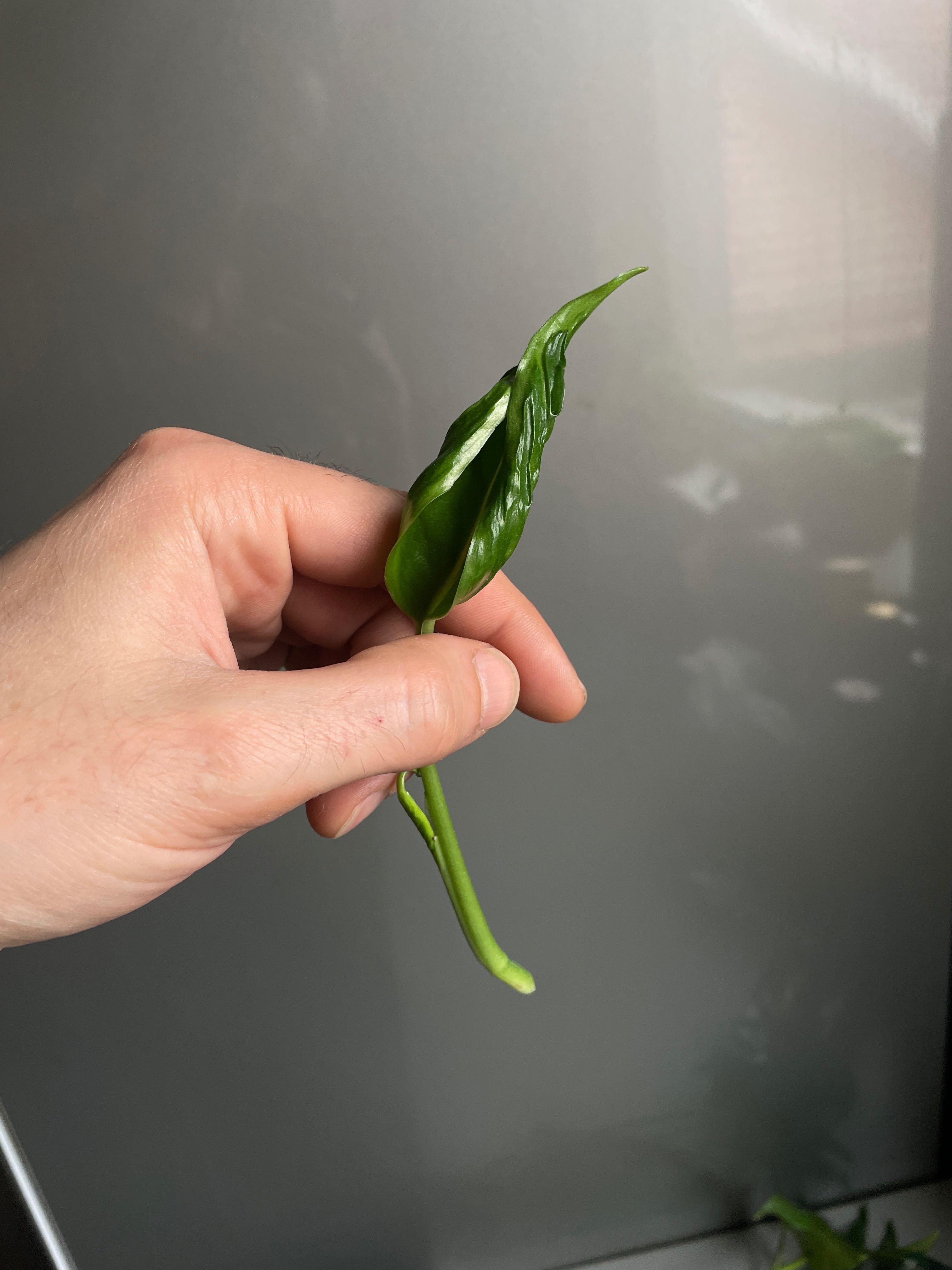 Epipremnum glacier i godzilla lechleriana philodendron bipennifolium