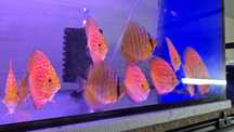 Paletki dyskowce red turkus 8-10cm