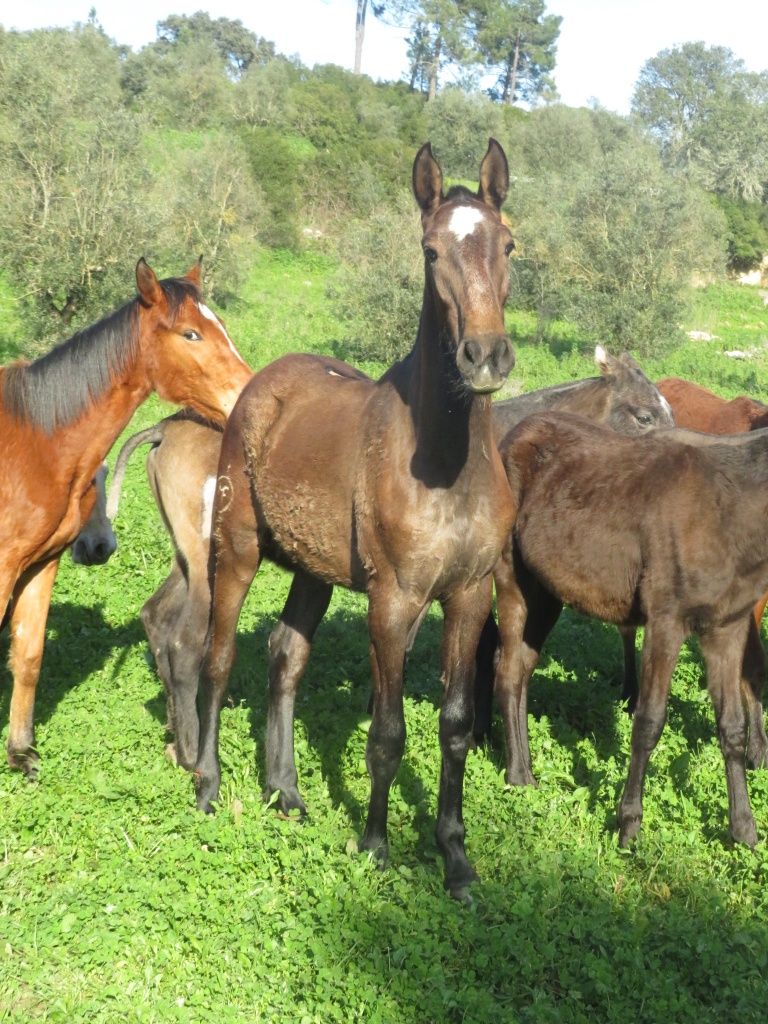 Troco poldros e/ou poldras Lusitanas por jeep