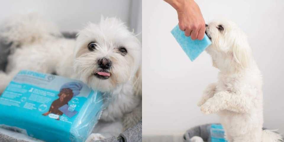 DOG SPONGE Gąbka nasączona mydłem dla psa lub kota 10szt