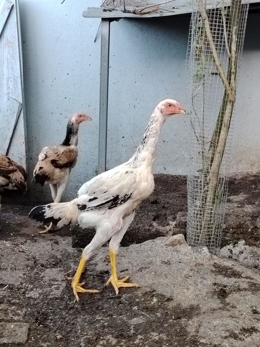 Galinhas Índio Gigante