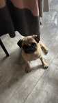 Mops ,Mops suczka